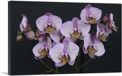 Orchids Flowers Home decor