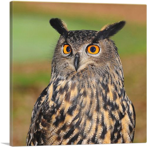 Owl With Orange Eyes Home decor