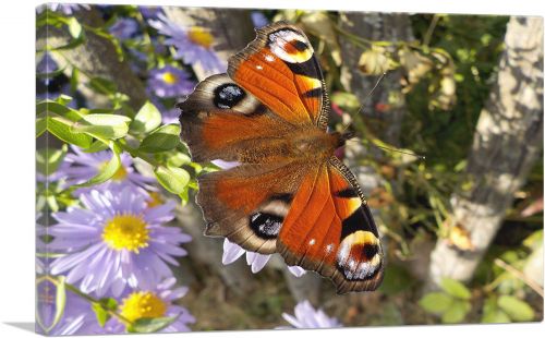 Peacock Butterfly On Flowers Home Decor Rectangle