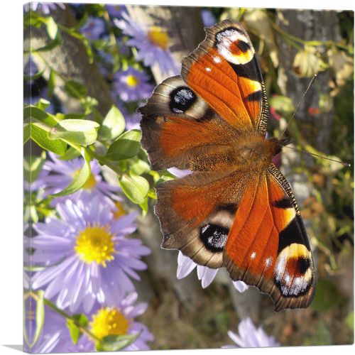 Peacock Butterfly On Flowers Home decor Square