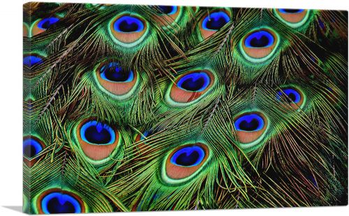 Peacock Feathers Home decor