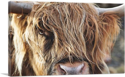 Highland Cow Cattle Closeup