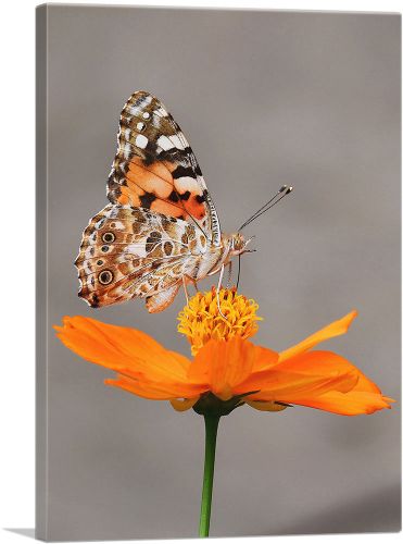Orange Butterfly on Flower Closeup