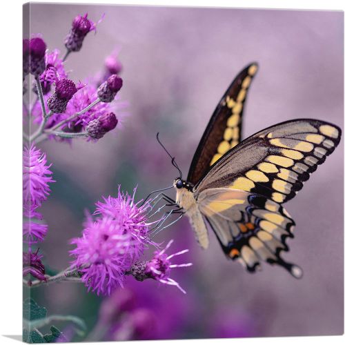 Tiger Butterfly in Purple Flower