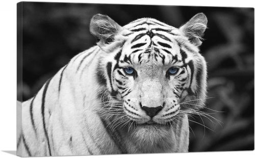 White Tiger Staring Blue Eyes Pop