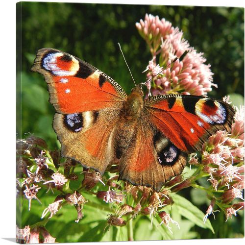Butterfly Home decor
