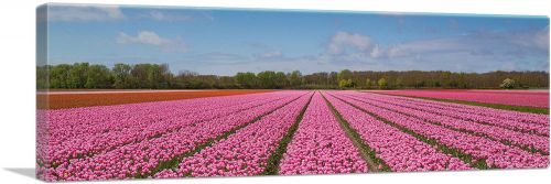 Pink Tulips Field Panorama
