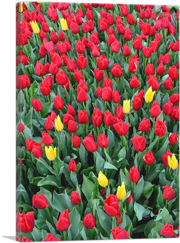 Netherlands, Red and Yellow Tulips