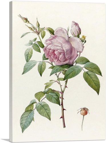 Indica Fragrans Rose