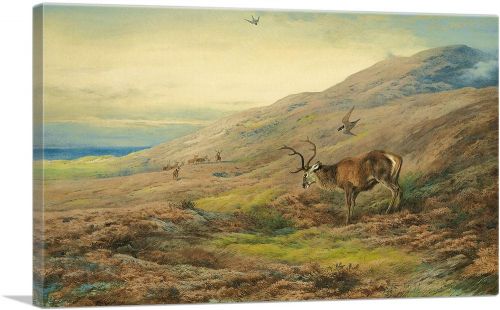 Highlands Red Stag Mobbed By Pair Of Peregrines 1917
