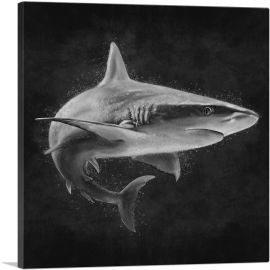Shark Fish Shortfin Mako Tiger Ocean Sea Black White-1-Panel-36x36x1.5 Thick