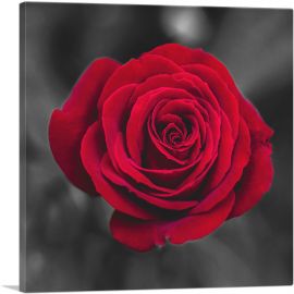 Red Rose Flower In Garden-1-Panel-26x26x.75 Thick