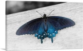 Pipevine Swallowtail Butterfly-1-Panel-26x18x1.5 Thick