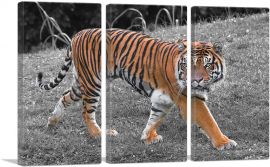 Tiger In Forest-3-Panels-90x60x1.5 Thick