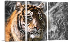 Tiger With Green Eyes In Jungle-3-Panels-60x40x1.5 Thick