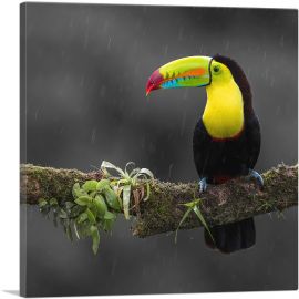 Toucan Bird Green Branch Forest-1-Panel-26x26x.75 Thick