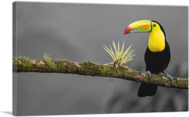 Toucan Bird Green Branch In Forest-1-Panel-12x8x.75 Thick