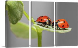 Two Ladybugs Bugs On A Leaf-3-Panels-60x40x1.5 Thick
