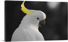 White Parrot Bird With Yellow Tuft-1-Panel-18x12x1.5 Thick