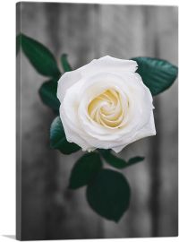 White Rose Green Leaves-1-Panel-18x12x1.5 Thick