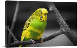 Yellow And Green Parakeet Parrot On Branch-1-Panel-40x26x1.5 Thick
