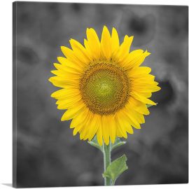 Yellow Sunflower In Farm Field-1-Panel-26x26x.75 Thick