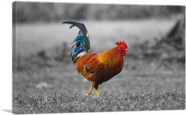Young Farm Rooster Cock In Yard-1-Panel-26x18x1.5 Thick
