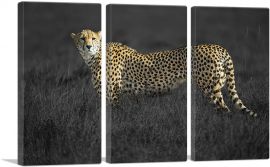 Cheetah Looking For Prey In African Savannah-3-Panels-90x60x1.5 Thick