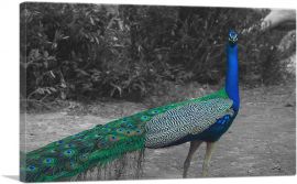 Colorful Peacock In Forest-1-Panel-18x12x1.5 Thick