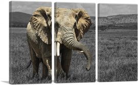 Elephant In African Savannah Grass Field-3-Panels-90x60x1.5 Thick