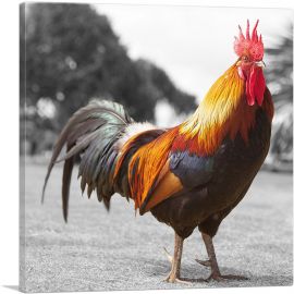 Farm Rooster In Yard