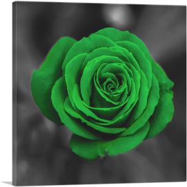 Green Rose Flower In Garden-1-Panel-18x18x1.5 Thick
