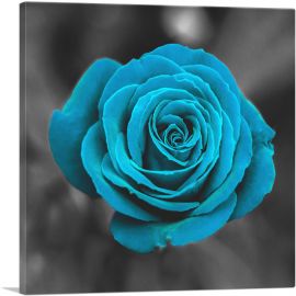 Baby Blue Rose Flower In Garden-1-Panel-12x12x1.5 Thick