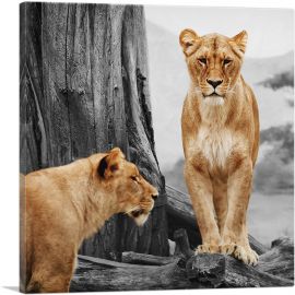 Lionesses In African Savannah-1-Panel-12x12x1.5 Thick