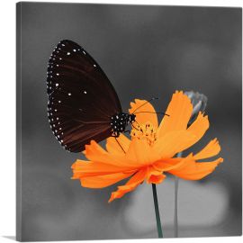 Monarch Butterfly On Orange Flower-1-Panel-12x12x1.5 Thick