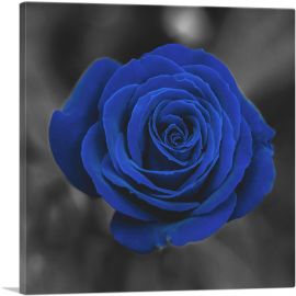Navy Blue Rose Flower In Garden-1-Panel-26x26x.75 Thick