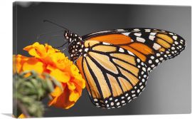 Orange Butterfly On Orangle Flower-1-Panel-18x12x1.5 Thick