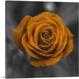 Orange Rose Flower In Garden-1-Panel-26x26x.75 Thick