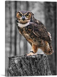 Owl On A Log In Forest-1-Panel-12x8x.75 Thick