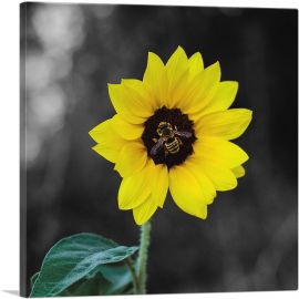 Bee On Yellow Sunflower Plant-1-Panel-12x12x1.5 Thick