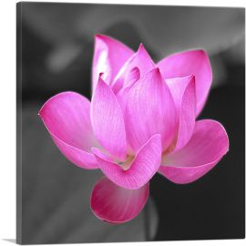 Pink Lotus Flower In Lake-1-Panel-26x26x.75 Thick