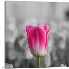 Pink Tulip In Garden-1-Panel-18x18x1.5 Thick