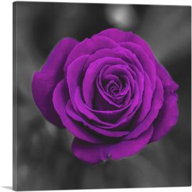 Purple Rose Flower In Garden-1-Panel-26x26x.75 Thick