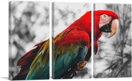 Red And Green Ara Parrot-3-Panels-90x60x1.5 Thick
