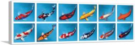 Koi Carp Fish Bekko Kinginrin Showa Syusui Tancho-1-Panel-48x16x1.5 Thick