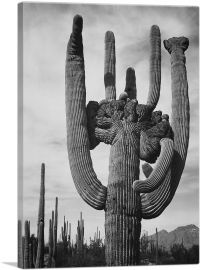 Cactus - Saguaro National Monument - Arizona-1-Panel-12x8x.75 Thick