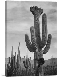 Full View of Cactus - Saguaro National Monument - Arizona-1-Panel-40x26x1.5 Thick
