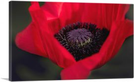 Albanian Poppy National Flower of Albania-1-Panel-26x18x1.5 Thick
