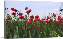 Field of Albanian Poppies-1-Panel-12x8x.75 Thick