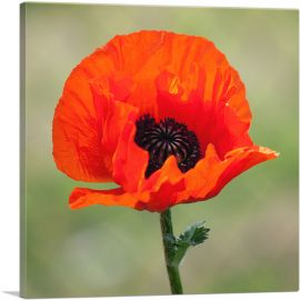 Albanian Poppy National Flower of Albania Square-1-Panel-18x18x1.5 Thick